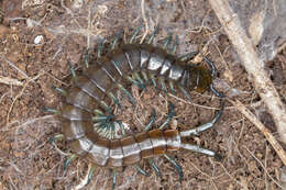 Imagem de Scolopendra dalmatica C. L. Koch 1847