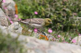 Image of Cinereous Bunting