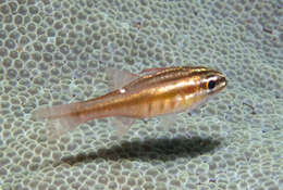 Image of Moluccan cardinalfish