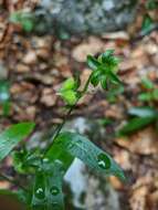 Image of Green Hound's-tongue