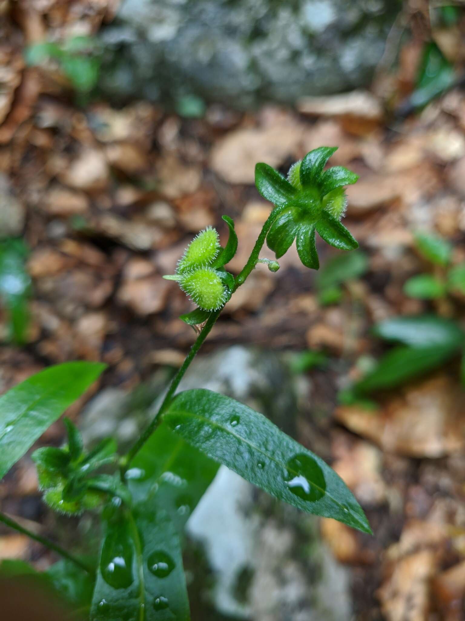 Image of Green Hound's-tongue