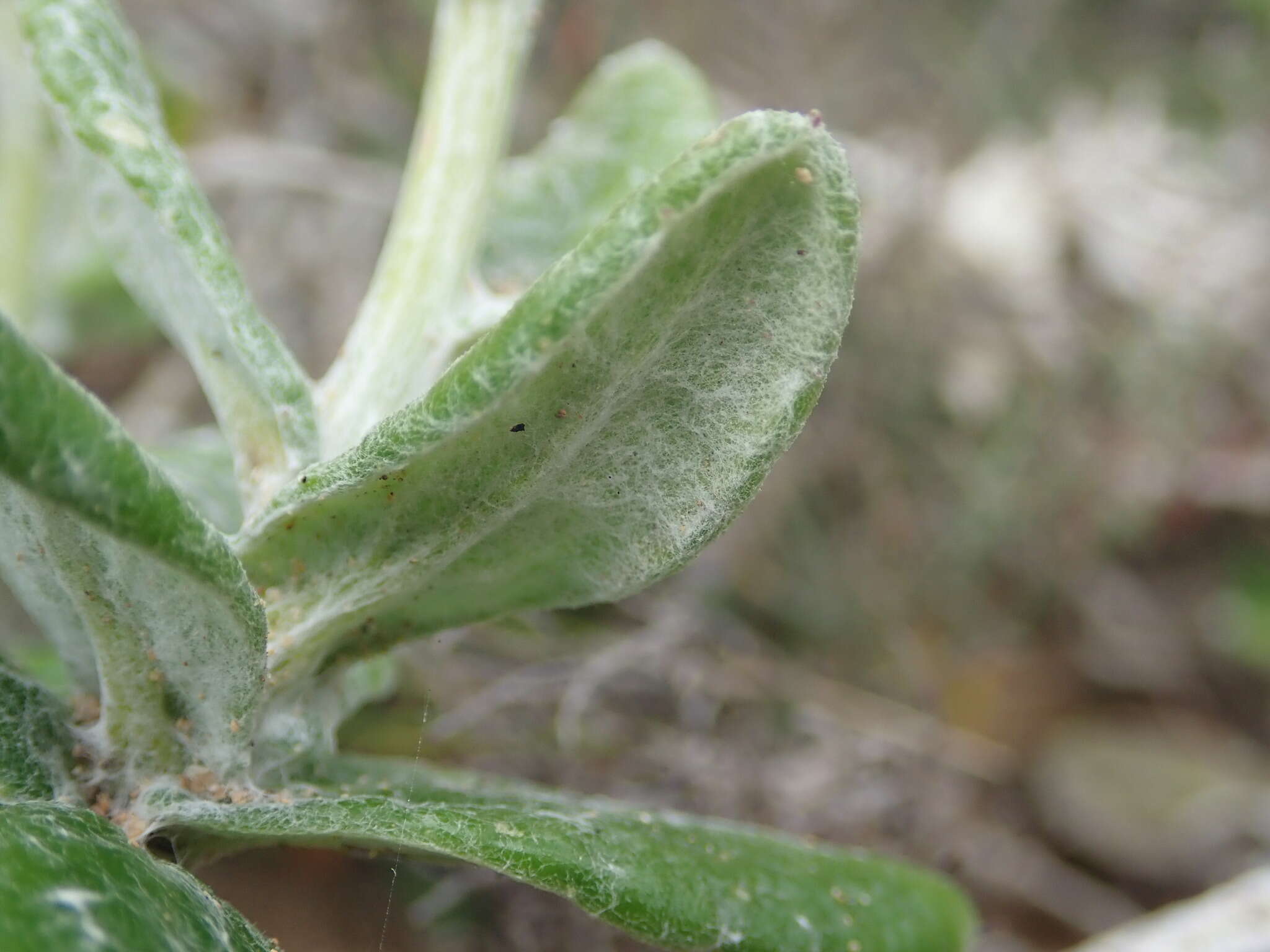 Plancia ëd Senecio arniciflorus DC.