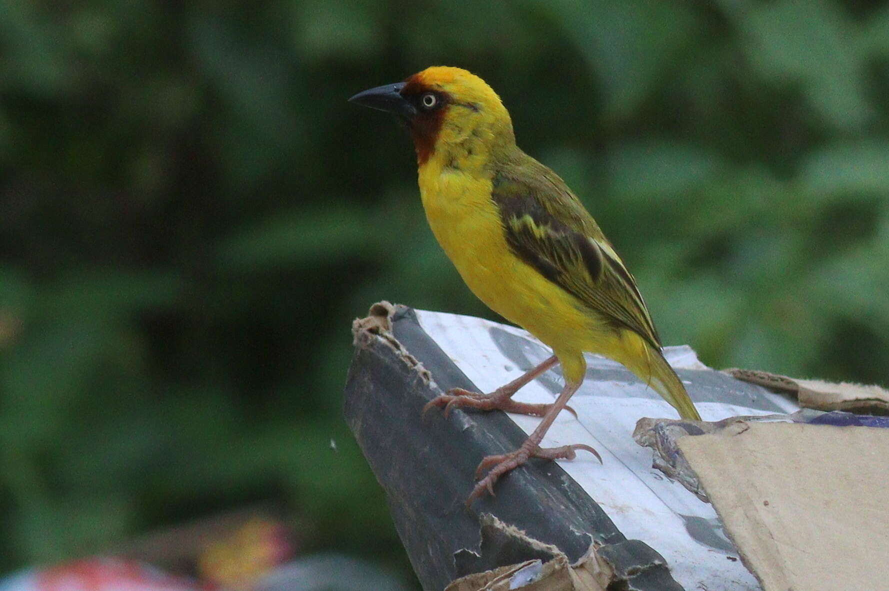 Image of Northern Brown-throated Weaver