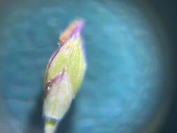 Image of Panicum elegantissimum Hook. fil.