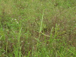 Cyperus nutans var. subprolixus (Kük.) Karth.的圖片