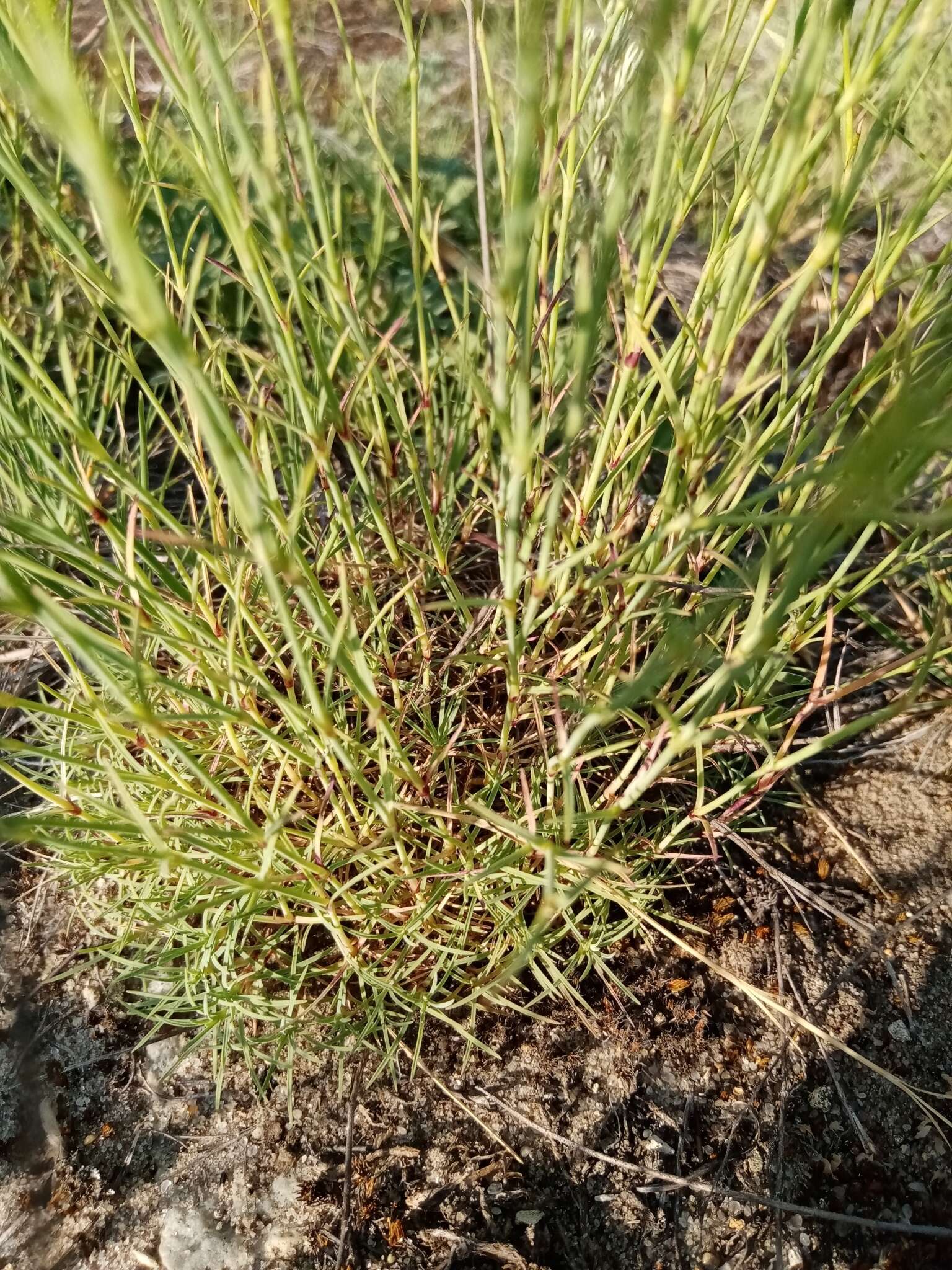 Image of Dianthus volgicus Juzepczuk