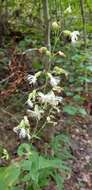 Image of Blue Ridge catchfly