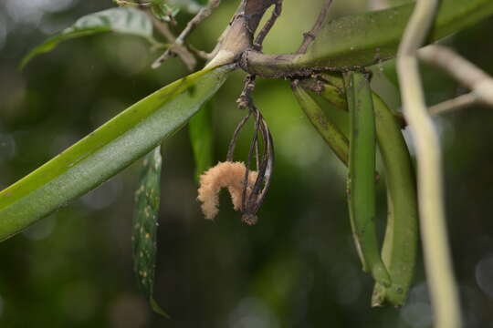 Image of Acampe praemorsa var. longepedunculata