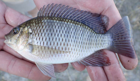 Image of Greenhead Tilapia