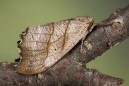 Image of scalloped hook-tip