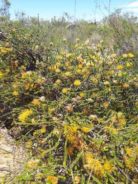 Image of Melaleuca aestiva (K. J. Brooks) Craven & R. D. Edwards