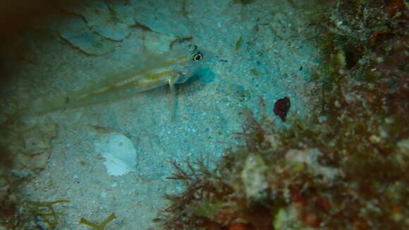 Image of Pallid Goby