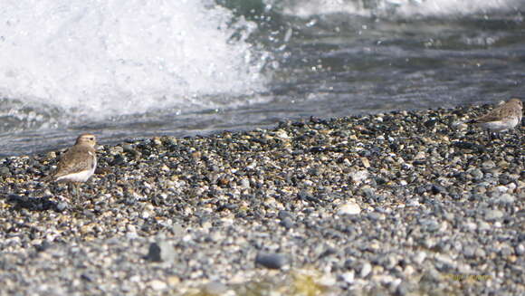 Image of Rufous-chested Dotterel