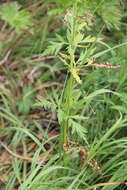 Image of Eleutherospermum cicutarium (M. Bieb.) Boiss.