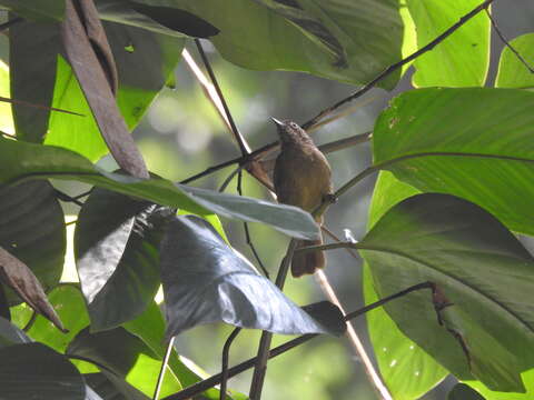 Image of Little Grey Greenbul