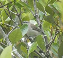 Image of Mangrove Gerygone