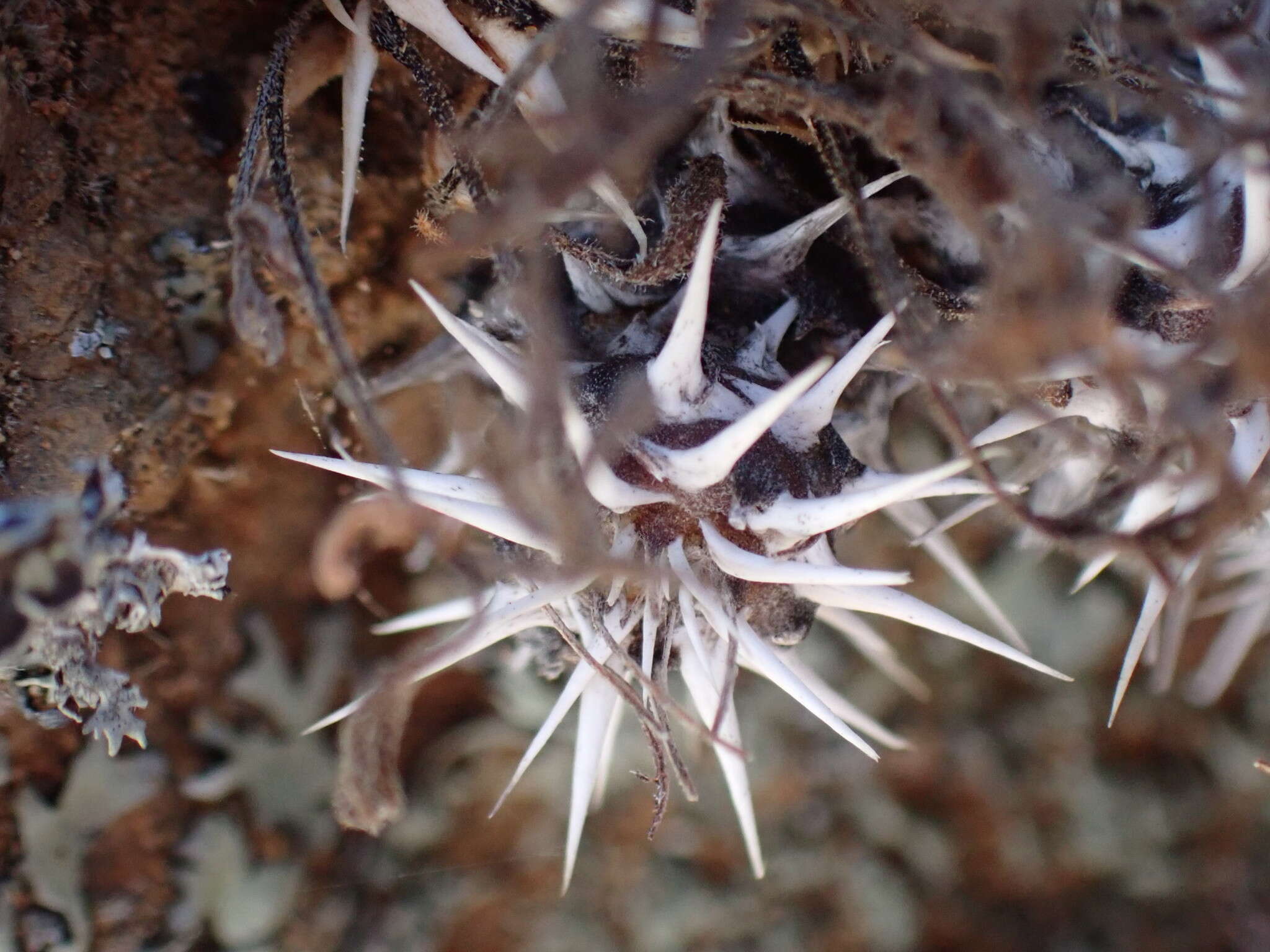 Image of Pelargonium hystrix Harv.