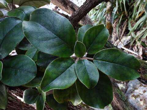 Image of <i>Brachyglottis <i>rotundifolia</i></i> var. rotundifolia