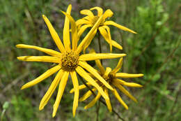 Sivun Helianthus carnosus Small kuva