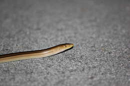 Image of Island Glass Lizard