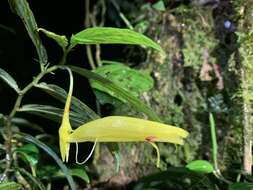 Image of Columnea ericae Mansf.