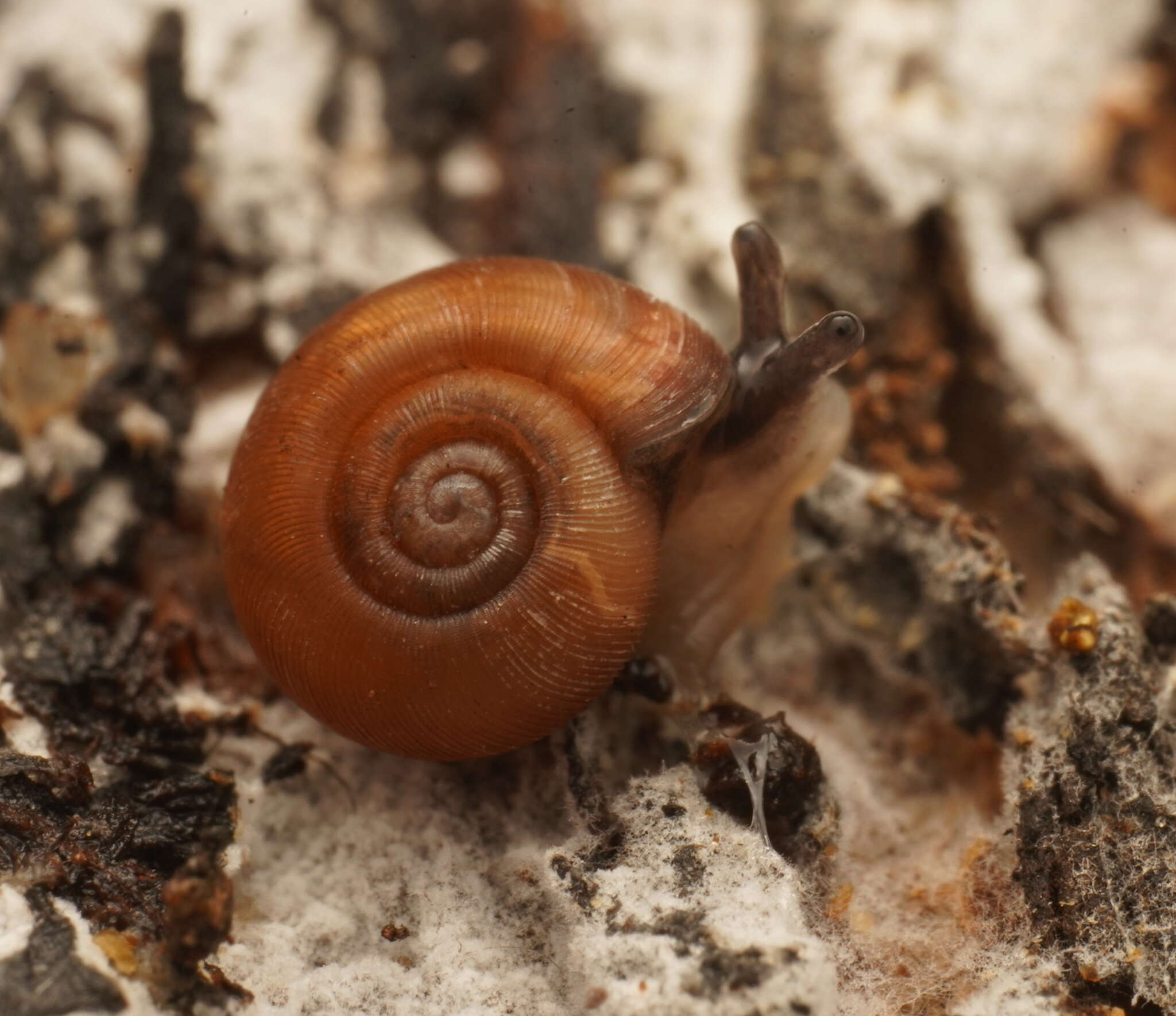 Image of Tasmathera legrandi (Cox 1868)