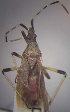 Imagem de Dicranocephalus setulosus (Ferrari 1874)