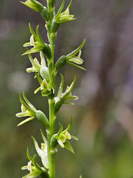 Image of Prasophyllum pallidum Nicholls