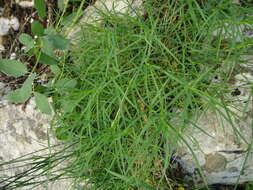 Image of Dianthus petraeus subsp. petraeus