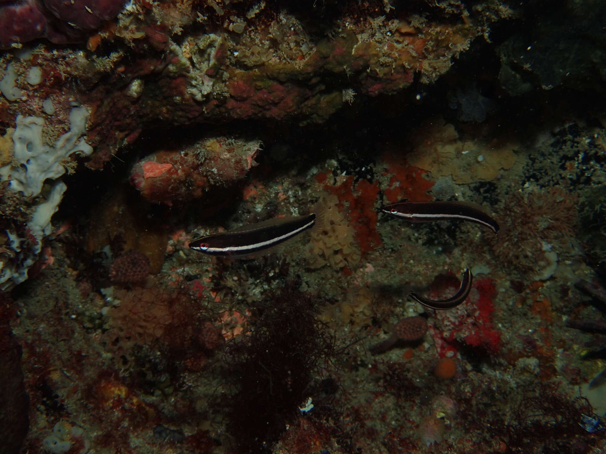 Image of King wrasse