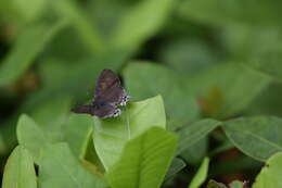 Image of Hypolycaena erylus teatus Fruhstorfer 1912