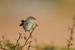 Image of Prinia maculosa psammophila Clancey 1963