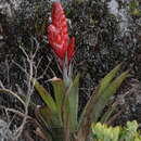 Imagem de Tillandsia romeroi L. B. Sm.