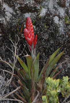 Imagem de Tillandsia romeroi L. B. Sm.