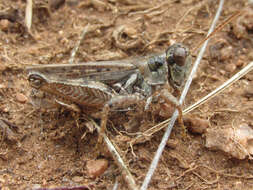 Image of Melanoplus kennicottii Scudder & S. H. 1878