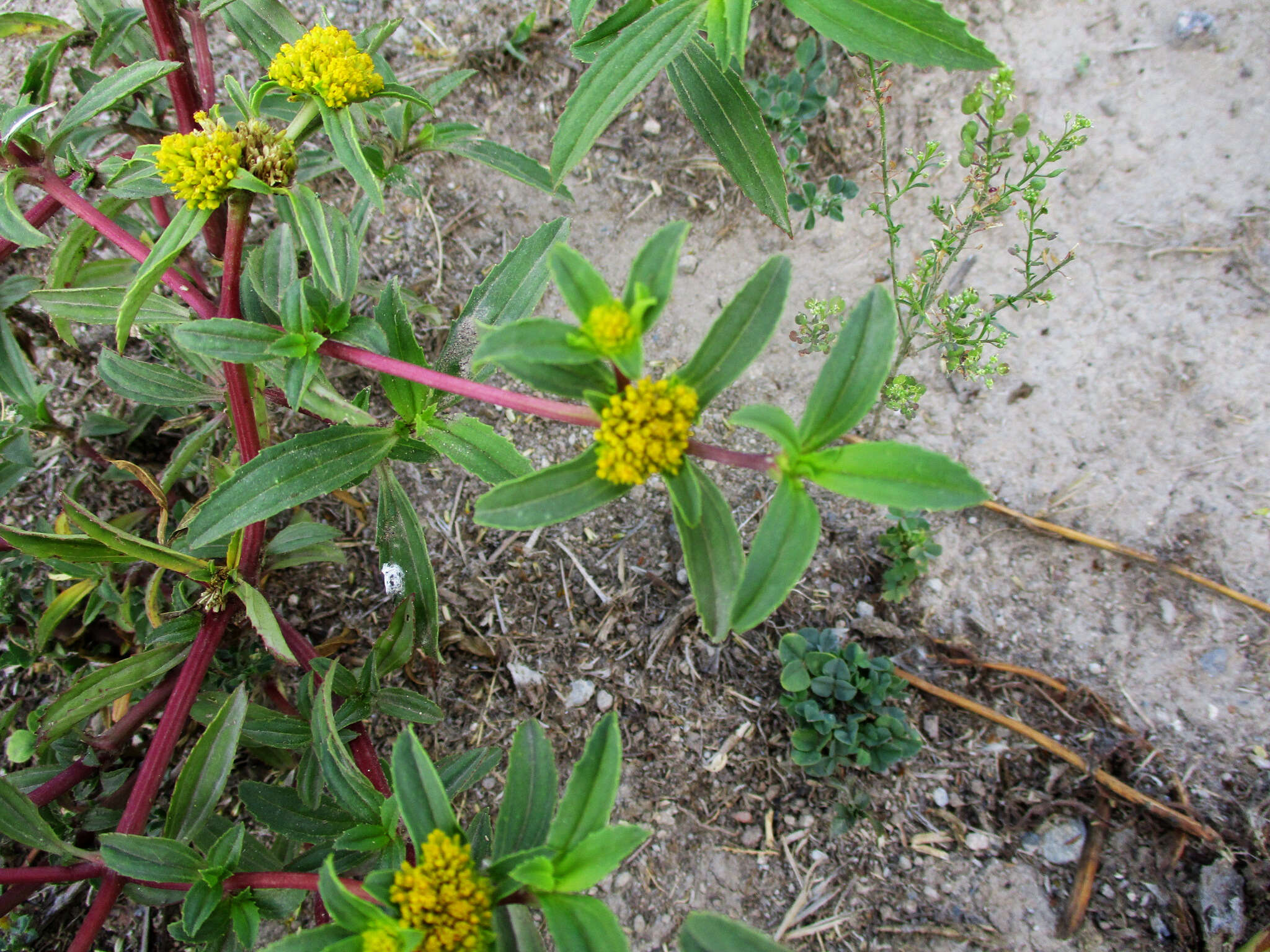 Image of clustered yellowtops