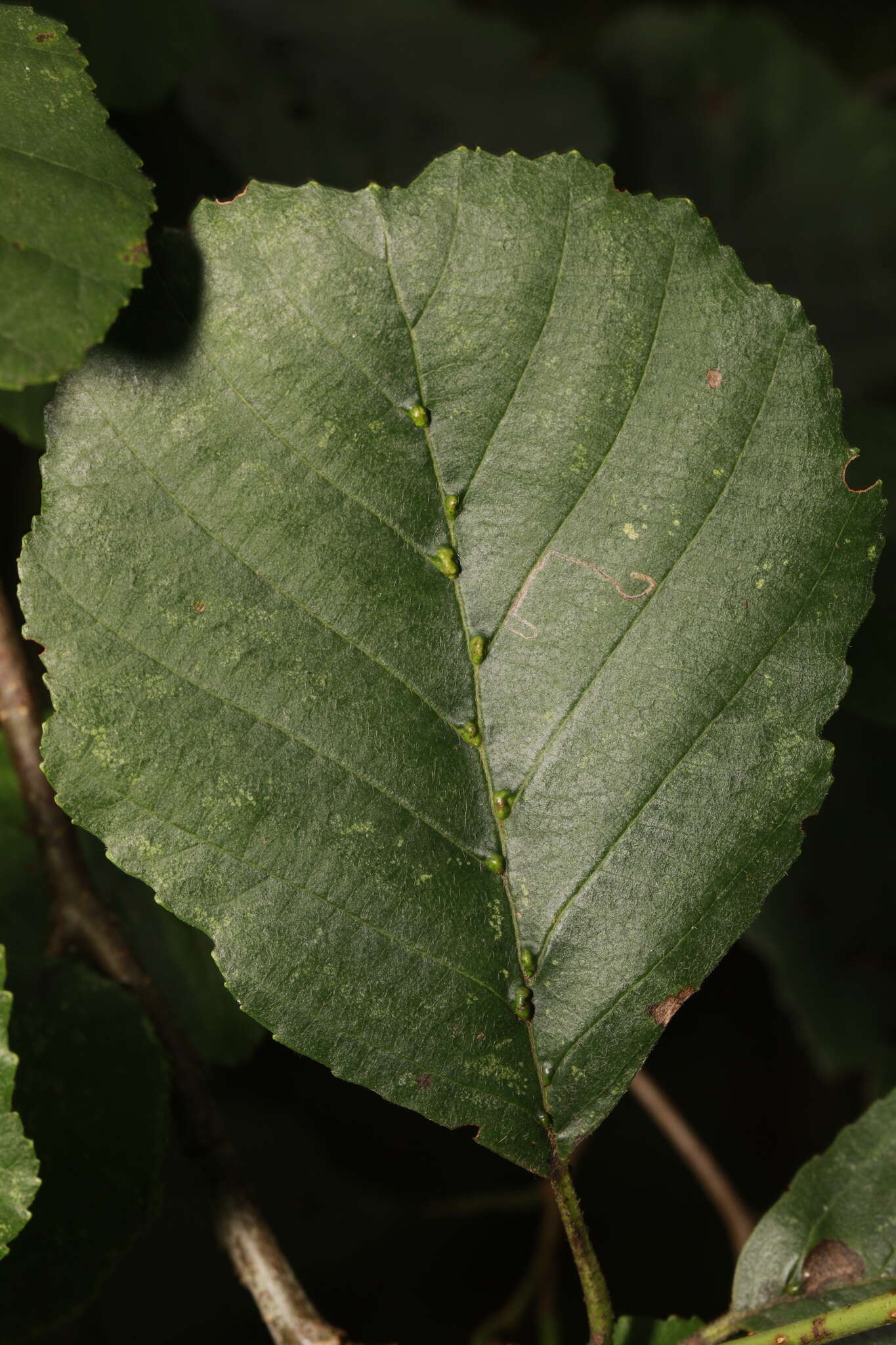 Image of Eriophyes inangulis