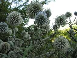 Echinops sphaerocephalus L. resmi