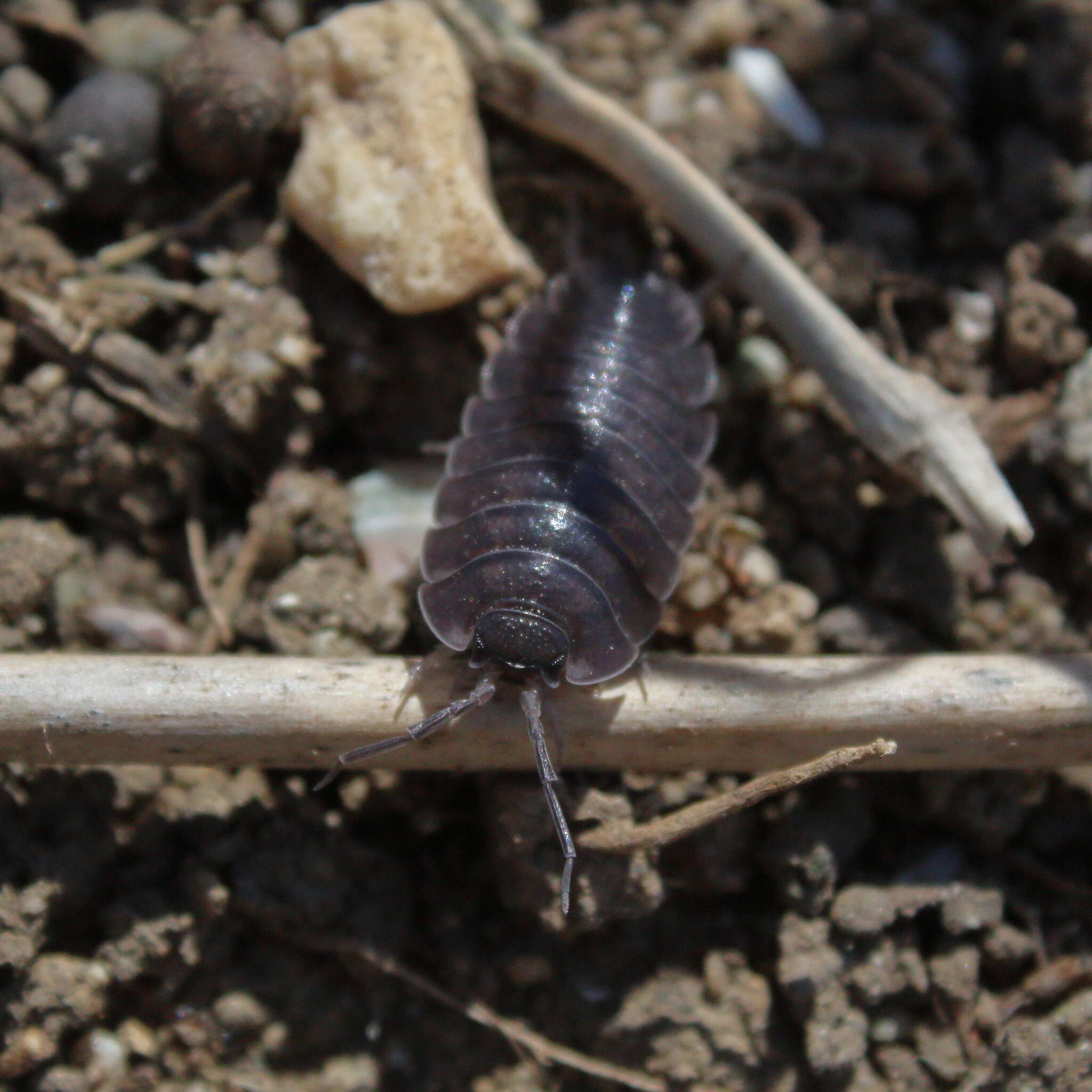 Image of Porcellio obsoletus Budde-Lund 1885