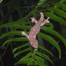 Image of Titiwangsan slender gecko