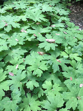 Petasites frigidus var. palmatus (Ait.) Cronq.的圖片