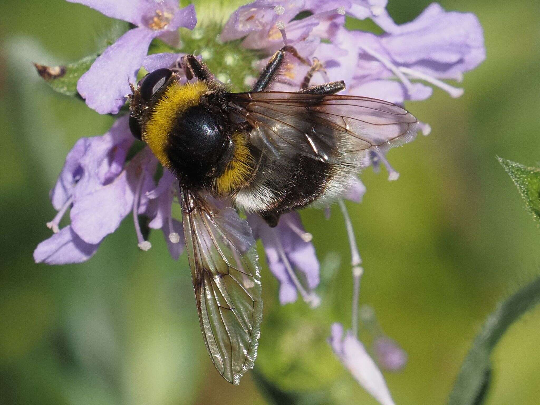 Image of Sericomyia bombiformis (Fallen 1810)