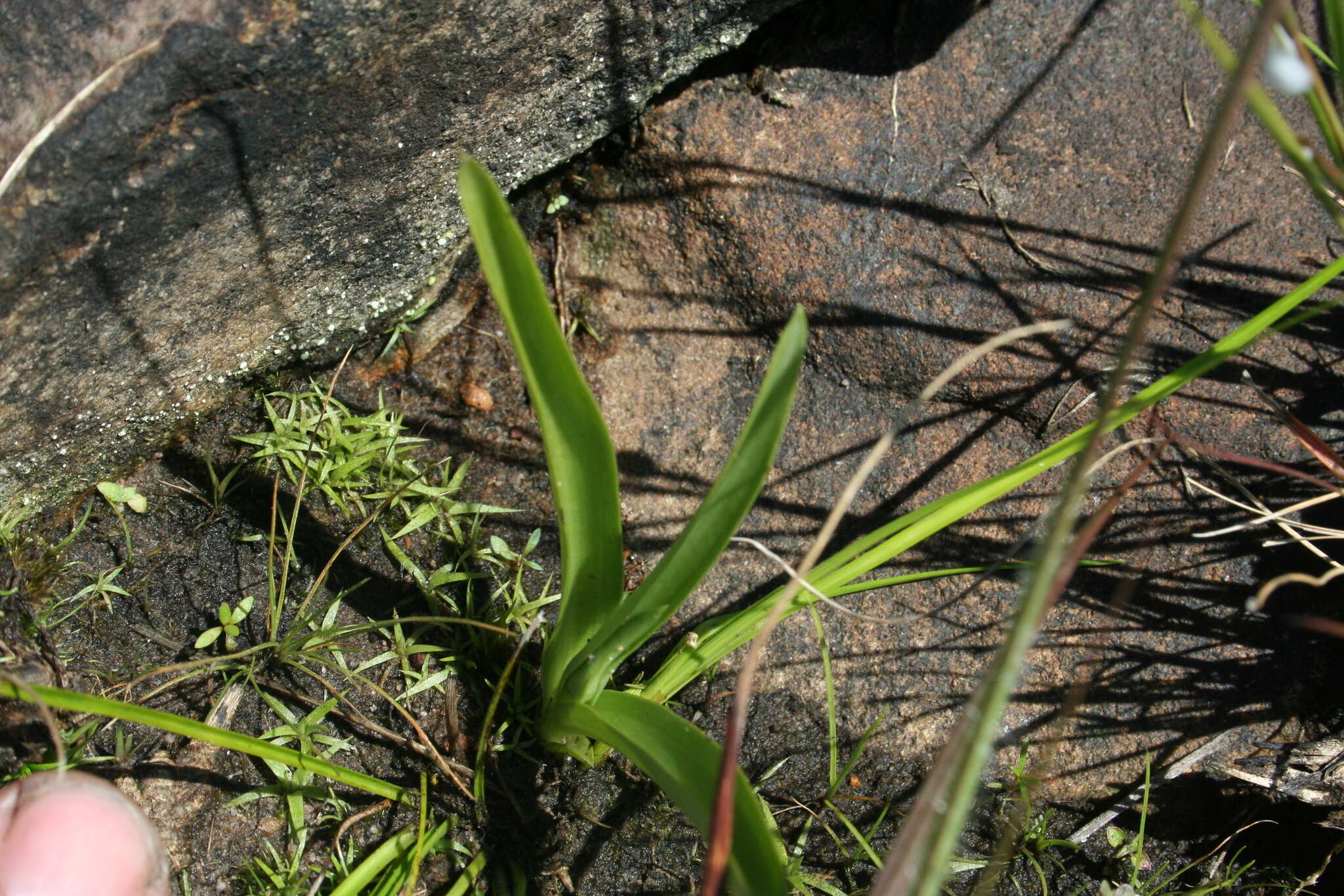 Image of Habenaria galpinii Bolus