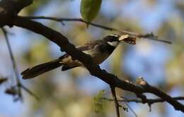 Image of White-spotted Fantail