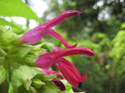 Image of Salvia gravida Epling
