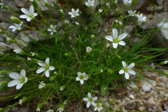 Imagem de Sabulina austriaca (Jacq.) Rchb.