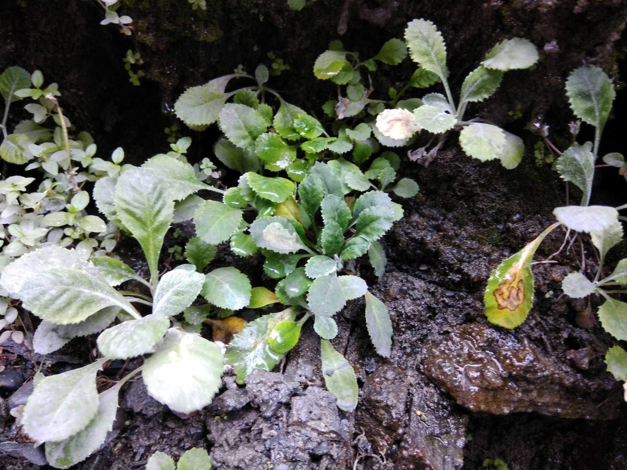 Image of Primula farinifolia Rupr.