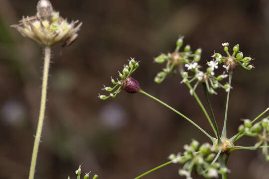 Imagem de Scaligeria napiformis (Willd. ex Spreng.) Grande