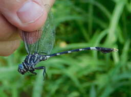 Image of Phyllogomphoides nayaritensis Belle 1987