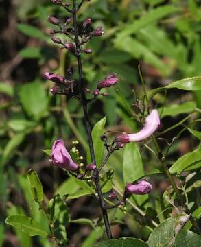 Image of Tanaecium dichotomum